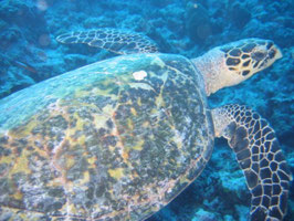 EXCURSIONS EN KAYAK ILET PIGEON GPAG