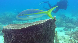 Plongée réserve Cousteau BOUILLANTE AP