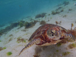 Randonnée palmée ou snorkeling au  GOSIER + visite aquarium de Guadeloupe ST