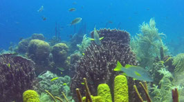 Seatrek marche sous-marine en Scaphandre ! AT-AA