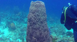 Excursions écotourisme découverte des îles snorkeling BOC au GOSIER