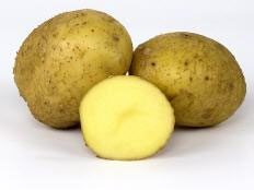 Frühkartoffel "Duke of York"