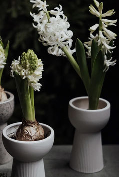 Hyazinthen Vase storefactory