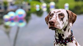 Hundehalsband "Totenköpfe mit pinken Schleifen"