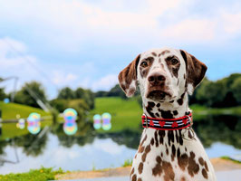 Hundehalsband "Herzen Ribbon"