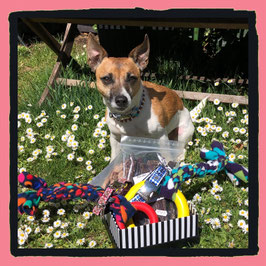 ♥ Geburtstagsgeschenkbox für große und kleine Doggys ♥