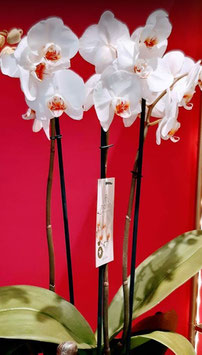 Orchidea