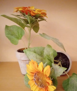 Sonnenblume