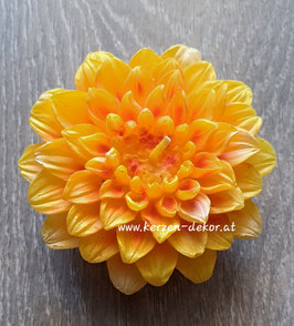 Wachsblume Dahlie