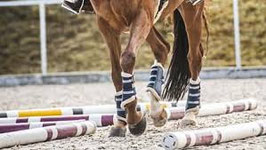 Allgemeines Bahnreiten mit integrierten Stangen und Cavaletti Isabelle Remy