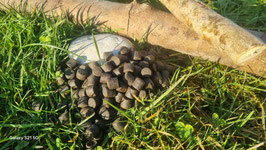 Heilbut Pellets ohne Loch - 10 kg