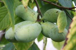 Asimina triloba 'Marshmallow' (geënt) - Nieuw en exclusief ras!