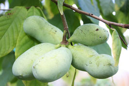 Pawpaw vrucht (per KG) - vers geoogst en geleverd! (Levering begin november)