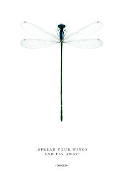 Libelle / Spread your wings ... | Postkarte