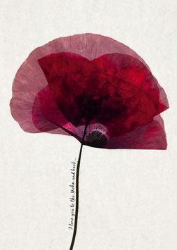 To the Mohn and back | Poster