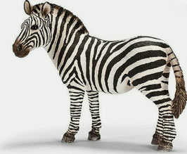 Zebra Stute