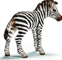 Zebra fohlen