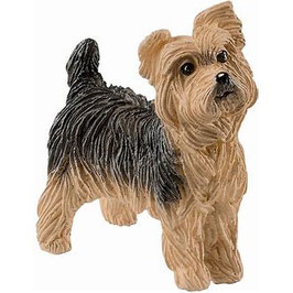 Yorkshire Terrier (klein)