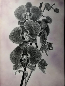Ame d'orchidées