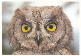 Postkarte Zwergohreule (Otus scops)