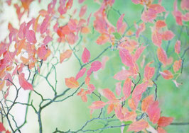 Postkarte Indian Summer