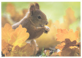 Postkarte Eichhörnchen im Herbstlaub