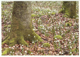 Postkarte Märzenbecherfeld im Wald