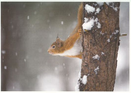 Postkarte Eichhörnchen an Baum