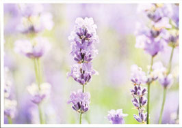 Postkarte Lavendel