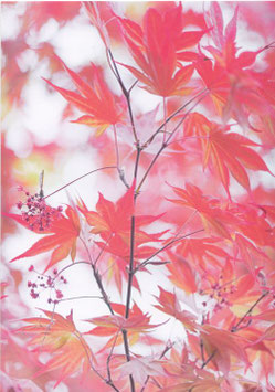 Postkarte Japanischer Ahorn III