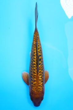 7960 Ginrin Aragoke Tembaga Chagoi