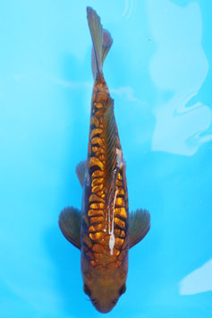 8227 Ginrin Aragoke Tembaga Chagoi
