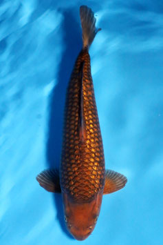 3410 Ginrin Caramel