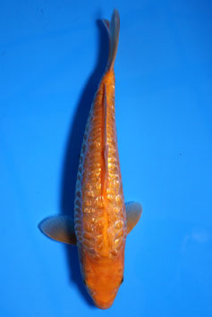 2407 Ginrin Aragoke Caramel