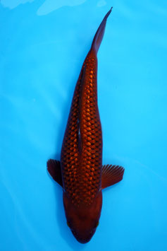 7101 Ginrin Tembaga Chagoi