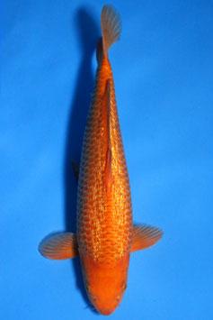 3675 Ginrin Caramel
