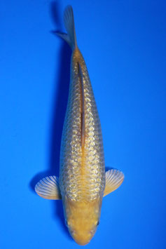 3978 Ginrin Caramel