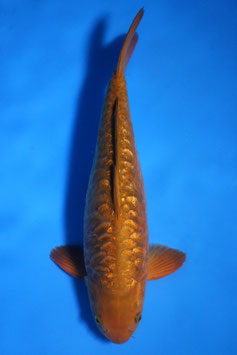 0368 Ginrin Aragoke Tembaga Chagoi
