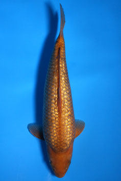 3408 Ginrin Caramel