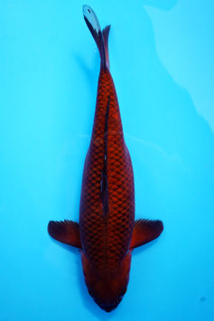 7244 Tembaga Chagoi