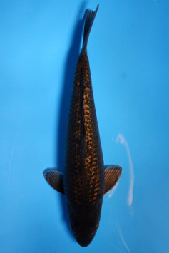 3296 Dark Ginrin Caramel