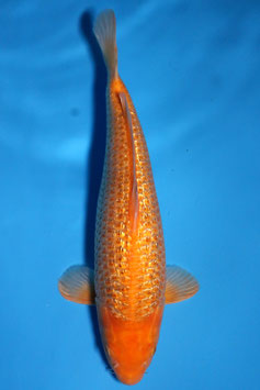 3798 Ginrin Caramel