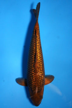 3446 Ginrin Caramel