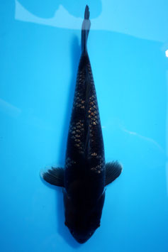 7358 Dark Ginrin Ochiba