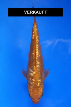 09-4400 Ginrin Aragoke Caramel
