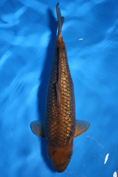 3272 Ginrin Caramel