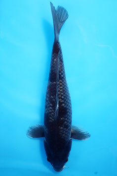 6652 Dark Ginrin Ochiba Shigure