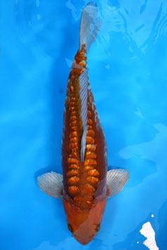 1608 Ginrin Aragoke Unique Tembaga Chagoi