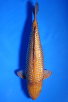3638 Ginrin Caramel