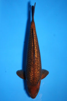 3325 Ginrin Caramel